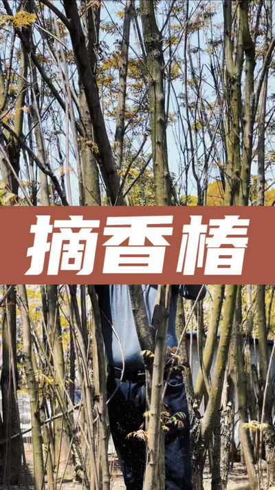 香椿雞蛋有，就缺二兩酒！