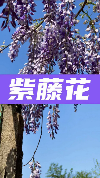 春有約，花不誤，陌上紫藤香如故。